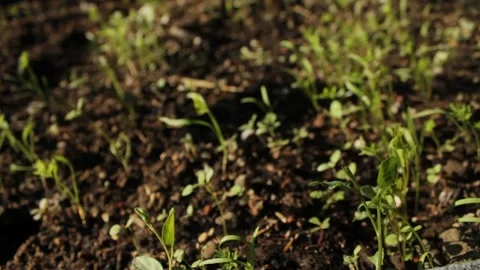 Small Tender Green Plant On Vegetable Garden Bed Closeup Stock Footage 166204315