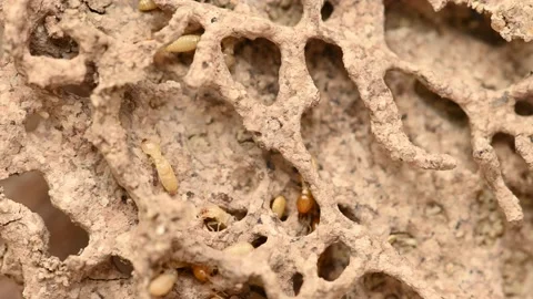Small termite on timber. The termite on the ground is searching for food Stock Footage 136234252