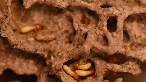 Small termite on timber. The termite on the ground is searching for food to f Stock Footage 136277340
