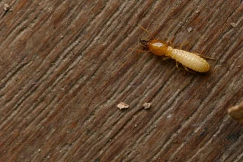 Small termite on timber. The termite on the ground is searching for food to f Stock Photos