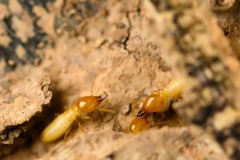 Small termite on timber. The termite on the ground is searching for food to f Stock Photos