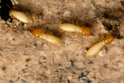 Small termite on timber. The termite on the ground is searching for food to f Stock Photos