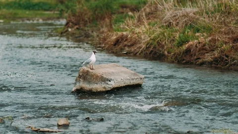 Small tern (Sternula albifrons), on the river in the wild Russia Video stock 91048015