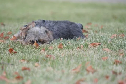 Small Terrier Dog Laying Down in Grass. Stock Photos