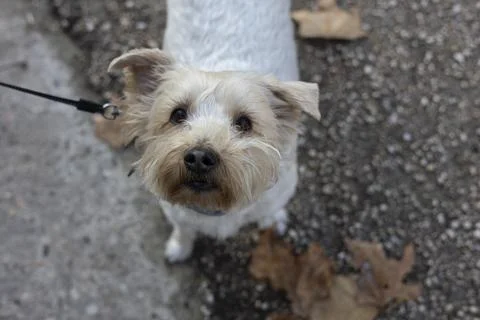 Small terrier dog looking up while standing outdoors on leash Stock Photos