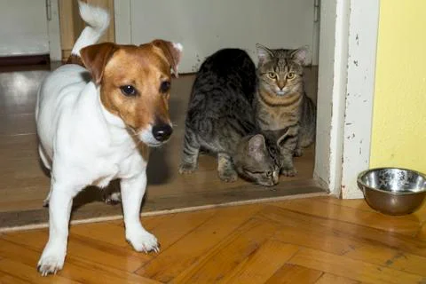 Small terrier playing with kittens Stock Photos