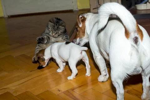Small terrier playing with kittens Stock Photos
