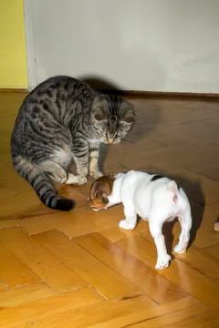 Small terrier playing with kittens Stock Photos