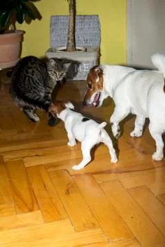 Small terrier playing with kittens Stock Photos