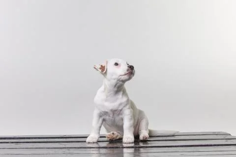 Small terrier puppy in studio Stock Photos