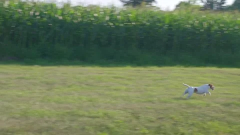 Small terrier runs across grassy field and catches ball near cornfield Stock Footage 340918534
