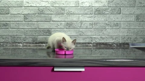 A small Thai breed kitten sits on the kitchen table and eats cat food from a  스톡 동영상 169228620