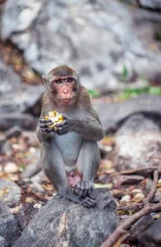 A small Thai wild monkey is having raw corn and sitting on a rock. Stock Photos