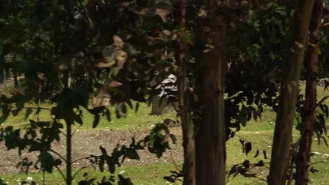A small thatched hut with bricks in a green field with large trees moving in the Stock Footage 164594453