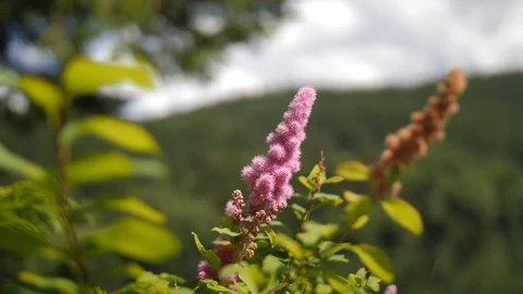 Small Thick Bright Pink Flower with Shallow Depth of Field. Bee Buzzing Around Stock Footage 93883722