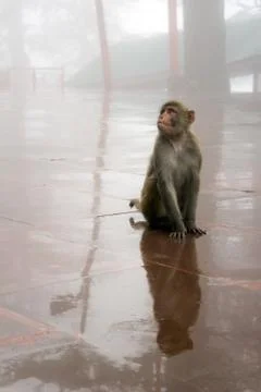 Small thief, macaque monkey in Shimla Jakhoo monkey temple Stock Photos
