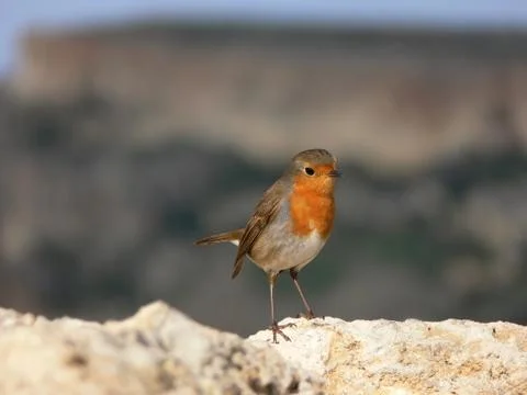Small thin  bird with red orange breast  European Robin redbreast Stock Photos