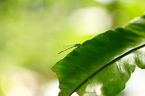 Small thin blue dragonfly sitting on green leaf. Stock Photos