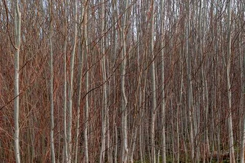Small thin tree trunks and branches on a sunny spring evening without leaves. Stock Photos