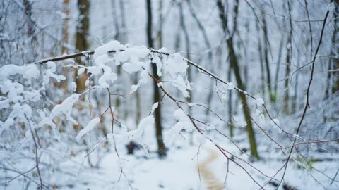 A small thin twig holding heavy snow on a beautiful background. Stock Footage 296404003