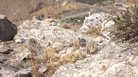 Small Thistle on Side of Mount Arbel Stock Footage 78246526