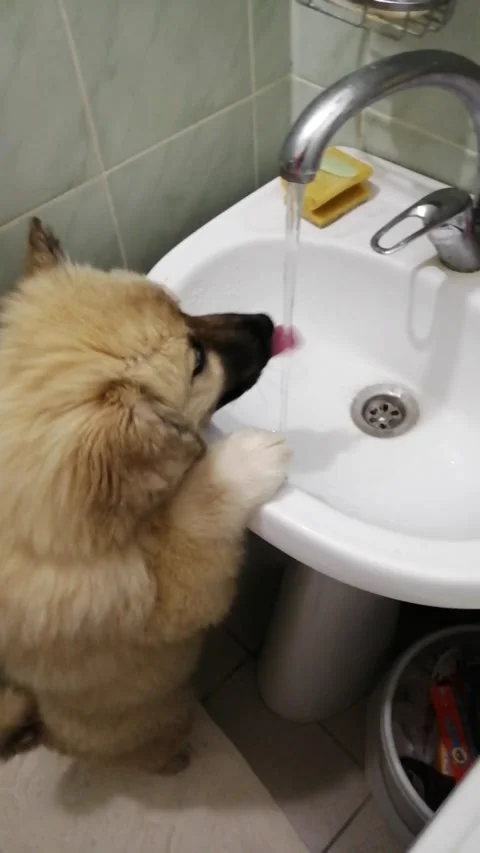 A small three-month-old fluffy peach-colored puppy with multicolored eyes drinks Video stock 150202368