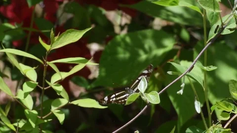 Small three-striped butterfly sitting Stock Footage 82785672