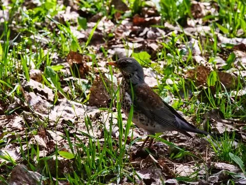 A small thrush stands among the grass and dry leaves. Early Spring Stock Photos