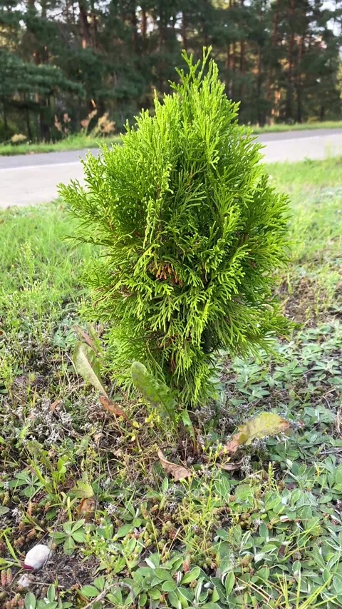 Small thuja conifer tree. Vertical video Stock Footage 282789919