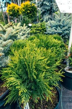 A small thuja planted in pots on the backyard Foto stock