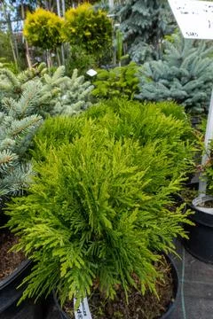 A small thuja planted in pots on the backyard Stock Photos