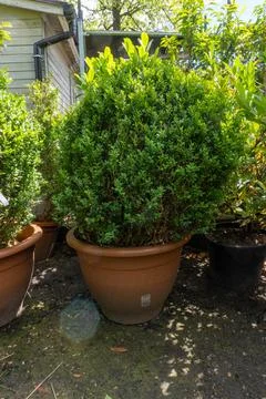 A small thuja planted in pots on the backyard Stock Photos