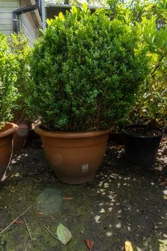 A small thuja planted in pots on the backyard Stock Photos