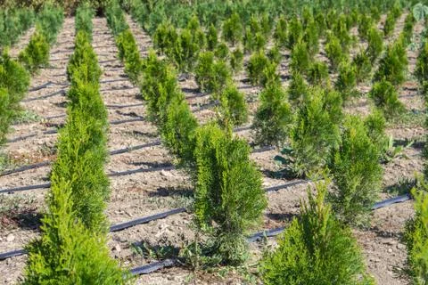 Small thuja trees in nursery Stock Photos