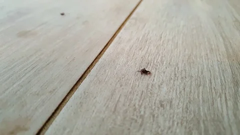 A Small Tick Crawling On The Surface, Parasite Came From The Forest. - Stock Footage 129324938
