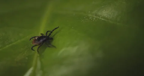 Small tick crawls slowly over lush green leaf Stockbeeldmateriaal 243265128