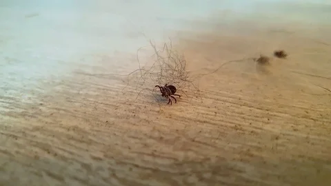 A Small Tick Parasite From Forest Crawling On Dog's Fur Over The Wooden 스톡 동영상 129324942