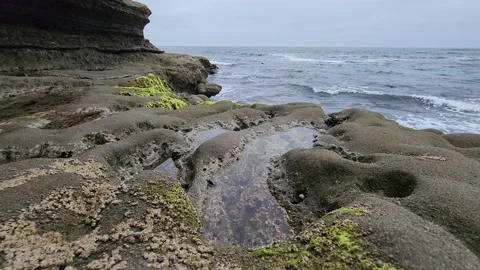 Small tide pool with small sea shells attached in la jolla cove Stock Footage 202053307