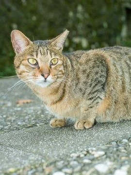 A small tiger cat is crouching. Stock Photos