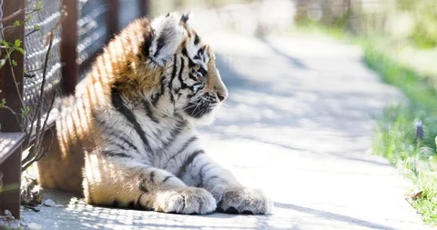 A small tiger cub lies in a cage of the zoo Stock Footage