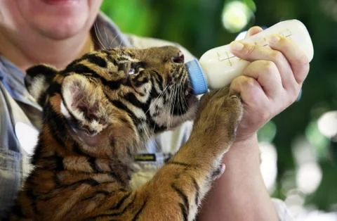 Small tiger Stock Photos