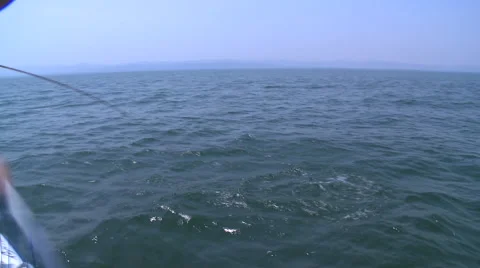 Small tigerfish jumping on line Stock Footage 52812174