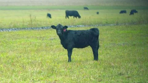 Small tiny calf grazing on pasture grass field. Animals and nature concept Foto stock