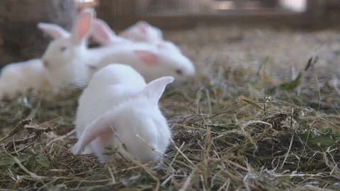 Small, tiny cute white rabbits, bunny eats and runs through the hay on the farm Stock Footage 158913896