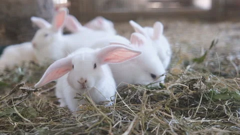 Small, tiny cute white rabbits, bunny eats and runs through the hay on the farm. Stock Footage 159404009
