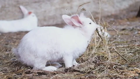 Small, tiny cute white rabbits, bunny eats and runs through the hay on the farm Stock Footage 159479986