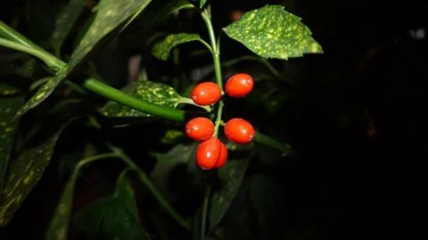 Small, tiny fruit in a bush Stock-Fotos