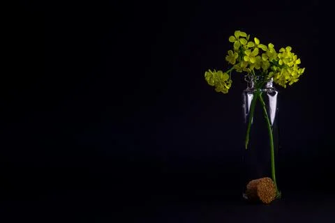 Small tiny glass bottle with yellow flowers black bakground Stock Photos