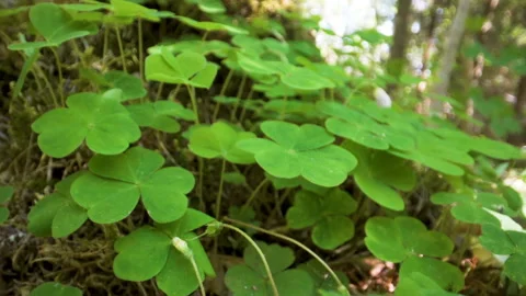 Small tiny green leaves of the plants on the ground Stock Footage 133390061