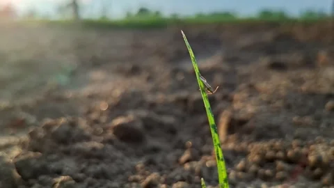 Small Tiny Insect Rested Atop Single Grass Blade Stockbeeldmateriaal 339304956